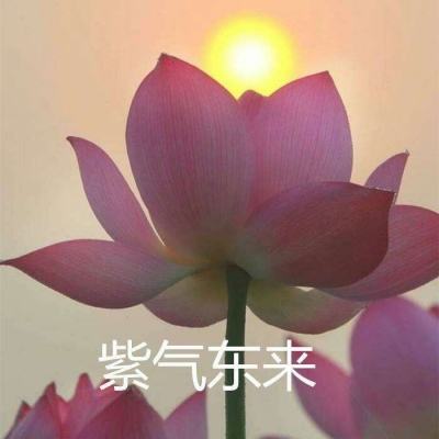 4399小汪汪免费下载